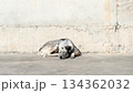 Thailand dog white and dot black color sleeping outdoor. Surface and background of cement. 134362032