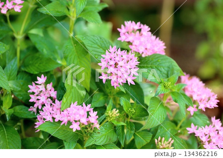 可愛い　ペンタスの花 134362216