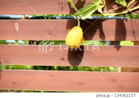かぼちゃの実 134362217