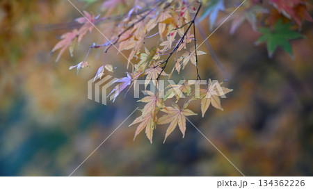 古寺の紅葉 古寺の紅葉 134362226