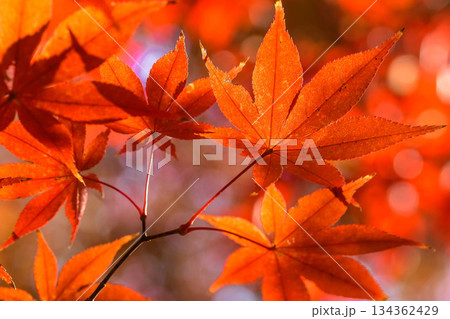 晩秋の紅葉 晩秋の紅葉 134362429