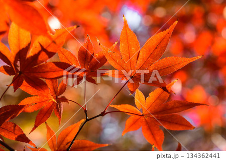 晩秋の紅葉 134362441