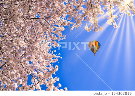 日本の春のイメージ・満開の桜とバルーン合成 日本の春のイメージ・満開の桜とバルーン合成 134362819