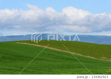 秋の美瑛の風景 秋の美瑛の風景 134362923