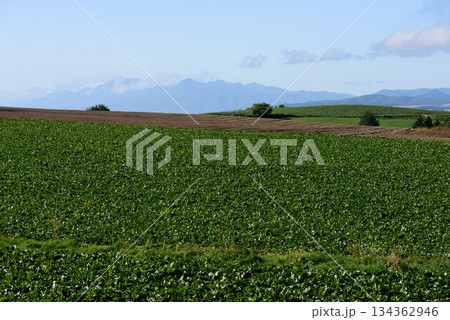 秋の美瑛の風景 秋の美瑛の風景 134362946
