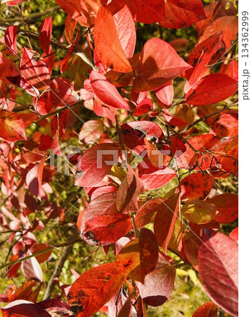 紅葉したブルーベリーの木 134362999