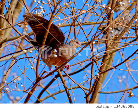 ハト科キジバト属キジバトの採餌 134363099