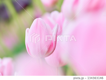 春の花壇に咲くピンク色のチューリップの花マンゴーチャームトライアンフ 春の花壇に咲くピンク色のチューリップの花マンゴーチャームトライアンフ 134363146