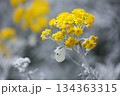 黄色いシロタエギクの花の蜜を吸うモンシロチョウ 134363315