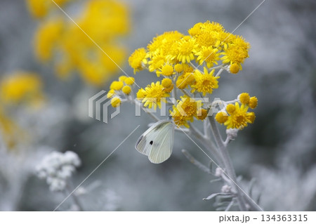 黄色いシロタエギクの花の蜜を吸うモンシロチョウ 134363315