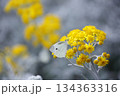 黄色いシロタエギクの花の蜜を吸うモンシロチョウ 134363316