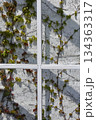 白いさんの窓越しから見える白壁に絡まるツタ 134363317