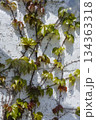 白壁に絡まる若いツタ 134363318
