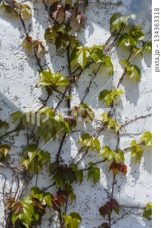 白壁に絡まる若いツタ 134363318
