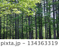 新緑の松林 134363319