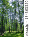 新緑の松林 134363320