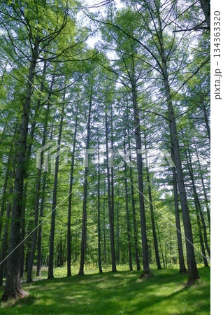 新緑の松林 134363320