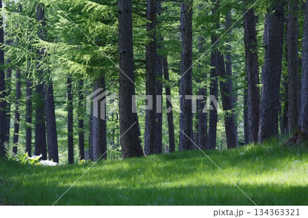 新緑の松林 134363321
