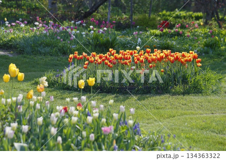 帯広紫竹ガーデのチューリップ 134363322