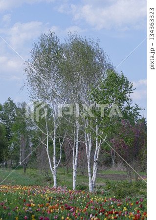 帯広紫竹ガーデンの白樺とチューリップ 134363323