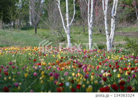 帯広紫竹ガーデンの白樺の周りに咲くチューリップ 134363324