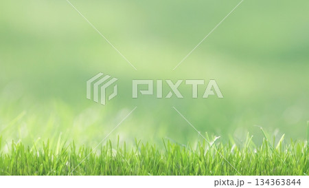 Fresh lawn grass capturing warm sunlight, offering a bright, blurred abstract background 134363844