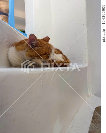 Ginger cat sleeping peacefully curled up on white stairs, enjoying a tranquil moment in a greek island village, representing relaxation, travel, and local culture Ginger cat sleeping peacefully curled up on white stairs, enjoying a tranquil moment in a greek island village, representing relaxation, travel, and local culture 134363909