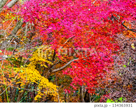 イロハカエデの紅葉 イロハカエデの紅葉 134363931