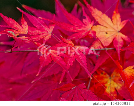 イロハカエデの紅葉 イロハカエデの紅葉 134363932