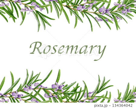 Rosemary herb seamless border decor element watercolor illustration on white background. Fresh rosemary plant border for culinary, seasoning, aromatherapy and medicinal natural ingredient decor Rosemary herb seamless border decor element watercolor illustration on white background. Fresh rosemary plant border for culinary, seasoning, aromatherapy and medicinal natural ingredient decor 134364042