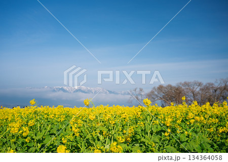 滋賀県守山市なぎさ公園で撮影した春を呼ぶ菜の花と比良連邦蓬莱山 134364058