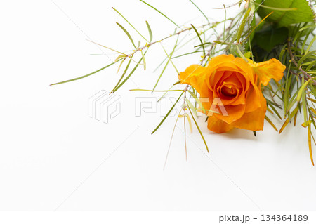 オレンジ色のバラ オレンジ色のバラ 134364189