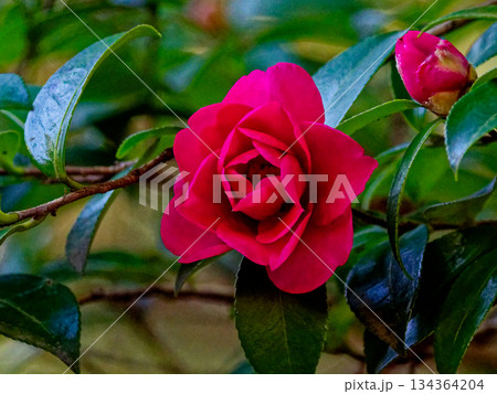 ツバキ科サザンカの開花 ツバキ科サザンカの開花 134364204