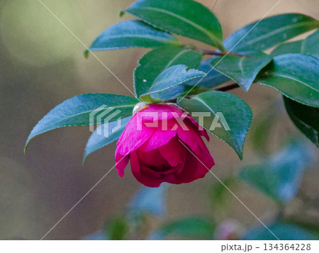 ツバキ科サザンカの開花 ツバキ科サザンカの開花 134364228