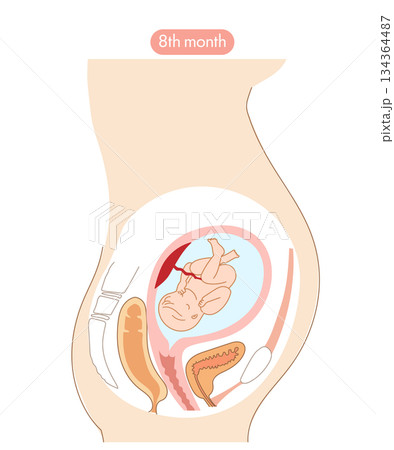 妊娠8か月の女性の子宮内と赤ちゃんの成長がわかる断面イラスト 134364487