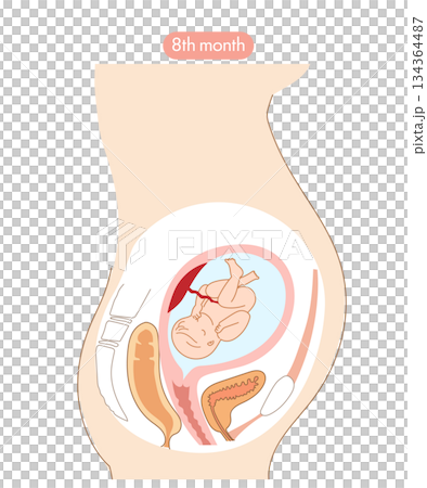 一張橫斷面圖，展示了懷孕第八個月時胎兒在女性子宮內的發育。 134364487
