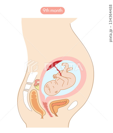 妊娠9か月目の女性の子宮内と赤ちゃんの成長がわかる断面イラスト 妊娠9か月目の女性の子宮内と赤ちゃんの成長がわかる断面イラスト 134364488