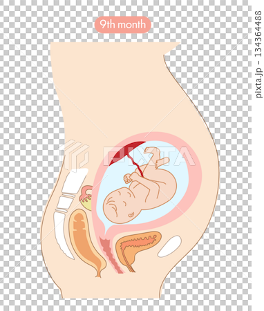 妊娠9か月目の女性の子宮内と赤ちゃんの成長がわかる断面イラスト 妊娠9か月目の女性の子宮内と赤ちゃんの成長がわかる断面イラスト 134364488
