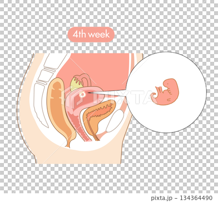 一張橫斷面圖，展示了懷孕第四週時胎兒在女性子宮內的發育情況。 134364490