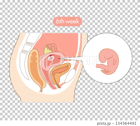 一張橫斷面圖，展示了懷孕6週時胎兒在女性子宮內的發育。 134364491