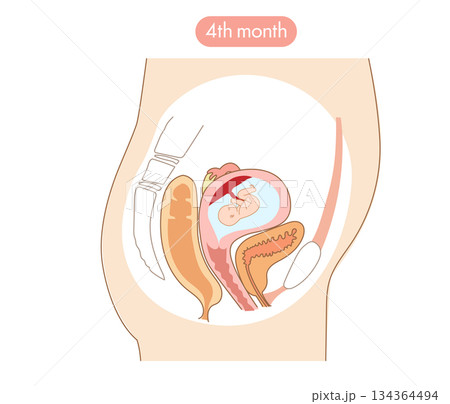 妊娠4か月目の女性の子宮内と赤ちゃんの成長がわかる断面イラスト 妊娠4か月目の女性の子宮内と赤ちゃんの成長がわかる断面イラスト 134364494