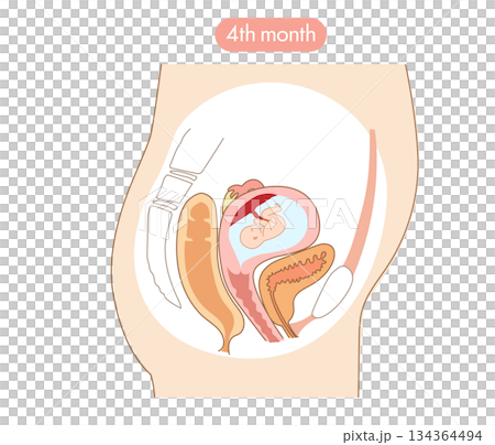 妊娠4か月目の女性の子宮内と赤ちゃんの成長がわかる断面イラスト 妊娠4か月目の女性の子宮内と赤ちゃんの成長がわかる断面イラスト 134364494