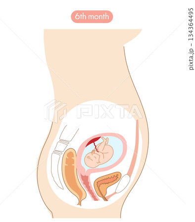 妊娠6か月の女性の子宮内と赤ちゃんの成長がわかる断面イラスト 妊娠6か月の女性の子宮内と赤ちゃんの成長がわかる断面イラスト 134364495