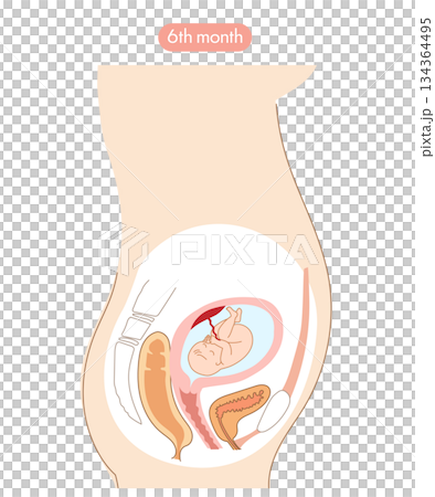 妊娠6か月の女性の子宮内と赤ちゃんの成長がわかる断面イラスト 妊娠6か月の女性の子宮内と赤ちゃんの成長がわかる断面イラスト 134364495