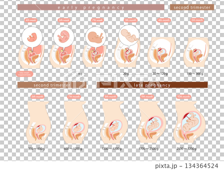 橫斷面圖展示了胎兒在女性子宮內從懷孕早期到晚期的發育過程。 134364524