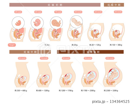 妊娠初期から後期までの女性の子宮内と赤ちゃんの成長がわかる断面イラスト 134364525