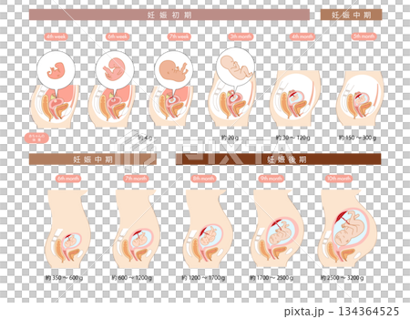 橫斷面圖展示了胎兒在女性子宮內從懷孕早期到晚期的發育過程。 134364525