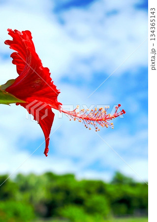 沖縄 青い空と赤いハイビスカスの花 沖縄 青い空と赤いハイビスカスの花 134365143