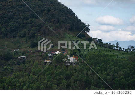Scenic Hillside Tea Plantation Surrounded by Lush Greenery and Cloudy Skies, Capturing the Beauty of Nature in a Serene Landscape 134365286