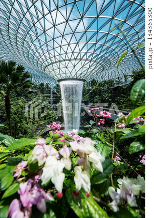 Singapore - Jewel Changi Airport - August 28, 2023 : The grandeur of the Rain Vortex, the world's tallest indoor waterfall, cascading through the heart of Jewel Changi Airport in Singapore. 134365300
